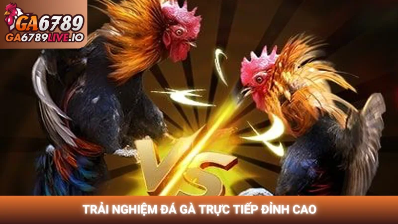 Trải nghiệm đá gà trực tiếp đỉnh cao